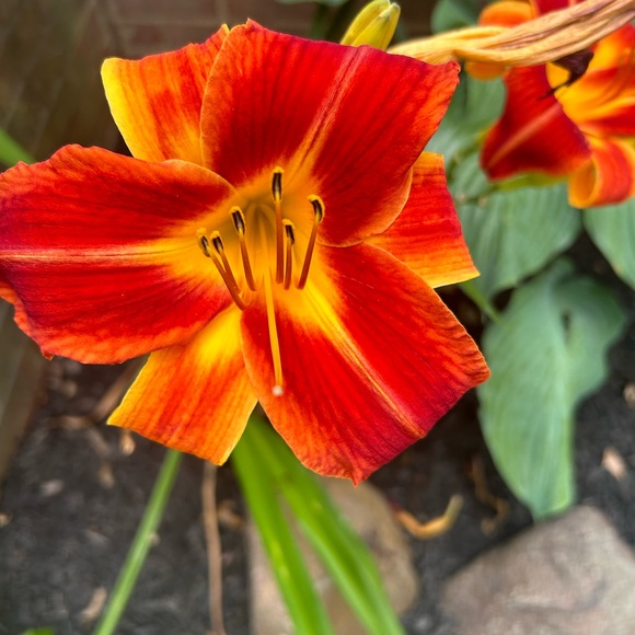 Meet your Posher, Jsv - Picture 2 of 2